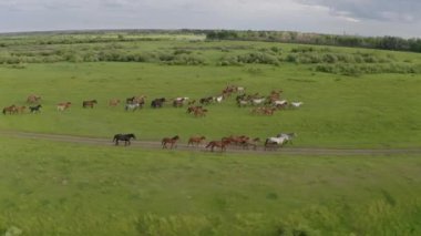Bir at sürüsü nehir boyunca yeşil bir çayırda dört nala koşuyor.