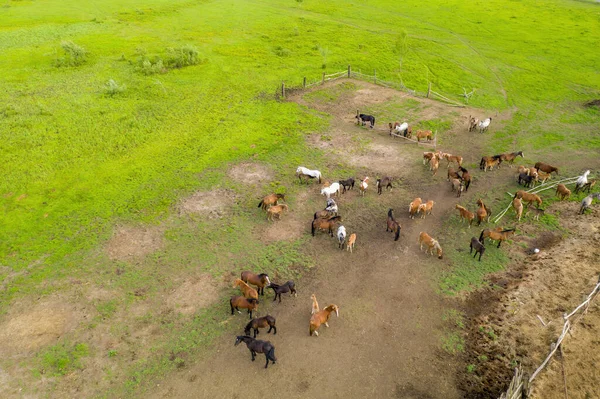 Kawanan kuda kembali dari padang rumput — Stok Foto