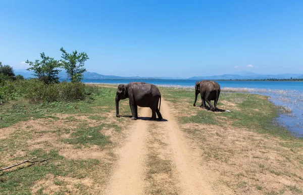 Zbliżenie słoni w Parku Narodowym Udawalawe Sri Lanki — Zdjęcie stockowe