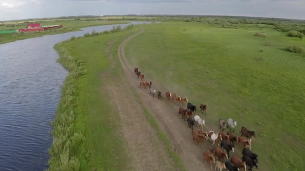 川沿いの緑の草原を馬の群れが駆け抜ける。 — ストック動画