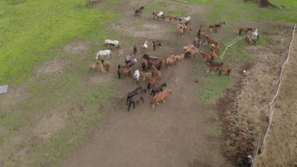 Stado koni wróciło z pastwiska. — Wideo stockowe