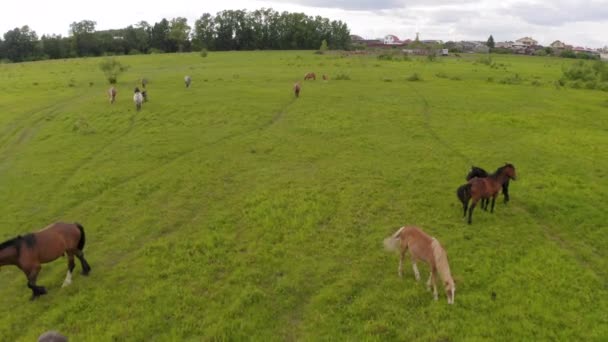 Eine Herde Pferde weidet auf einer grünen Wiese entlang des Flusses — Stockvideo