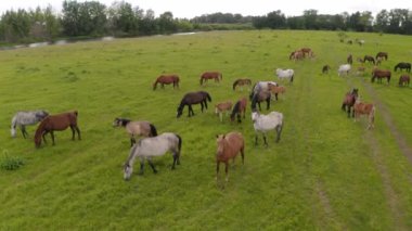 Bir at sürüsü nehir boyunca yeşil bir çayırda otluyor.