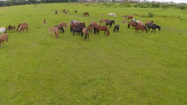 Stado koni pasie się na zielonej łące wzdłuż rzeki. — Wideo stockowe