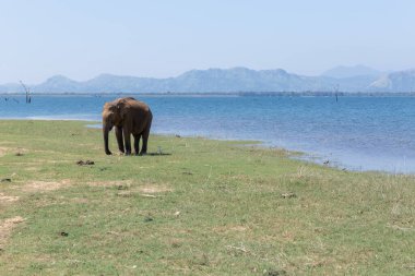 Sri Lanka 'daki Udawalawe Ulusal Parkı' nda bir file yakın çekim