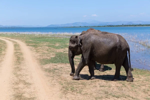 Крупный план слонов в Национальном парке Удавалаве Шри-Ланки — стоковое фото