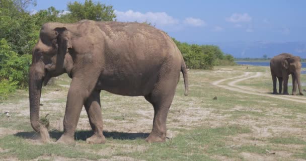 Κοντινό πλάνο ελεφάντων σε ένα Εθνικό Πάρκο Udawaldew της Σρι Λάνκα — Αρχείο Βίντεο