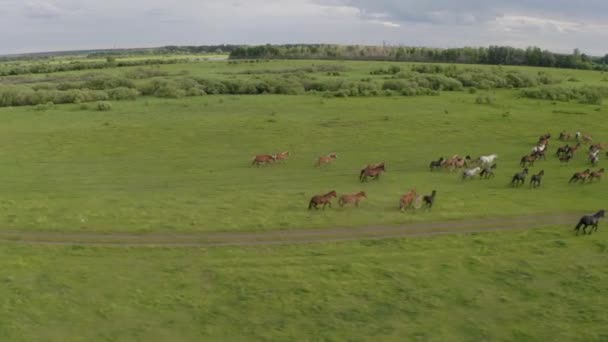Eine Herde Pferde galoppiert durch eine grüne Wiese am Fluss entlang — Stockvideo