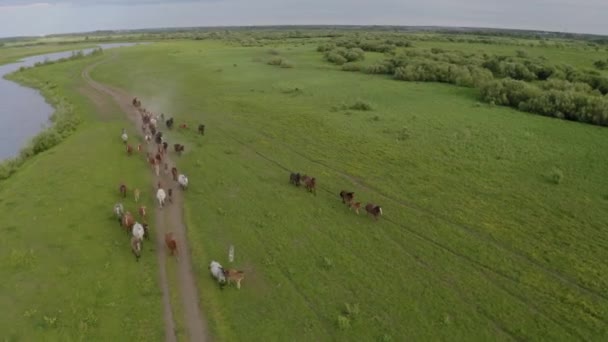 Eine Herde Pferde galoppiert durch eine grüne Wiese am Fluss entlang — Stockvideo