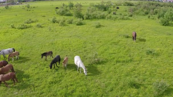 Eine Herde Pferde weidet auf einer grünen Wiese entlang des Flusses — Stockvideo