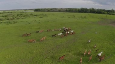 Bir at sürüsü nehir boyunca yeşil bir çayırda dört nala koşuyor.