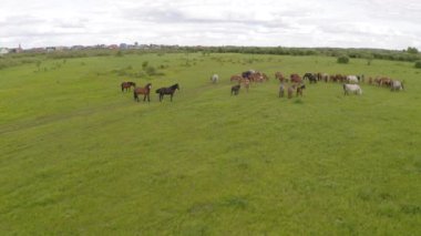 Bir at sürüsü nehir boyunca yeşil bir çayırda otluyor.