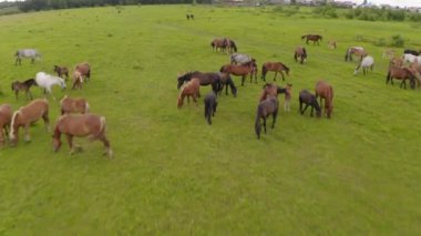 Bir at sürüsü nehir boyunca yeşil bir çayırda otluyor.