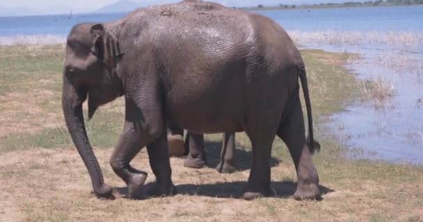 Close up of elephants in a Udawalawe National Park of Sri Lanka — Stock Video