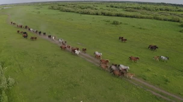 Stado koni galopuje przez zieloną łąkę wzdłuż rzeki. — Wideo stockowe