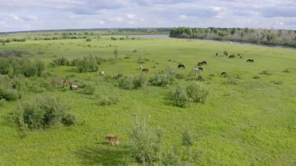 川沿いの緑の草原には馬の群れが放牧されている。 — ストック動画