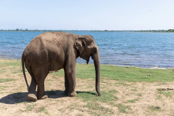 Крупный план слона в Национальном парке Удавалаве Шри-Ланки — стоковое фото
