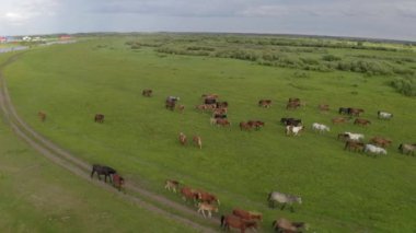 Bir at sürüsü nehir boyunca yeşil bir çayırda dört nala koşuyor.