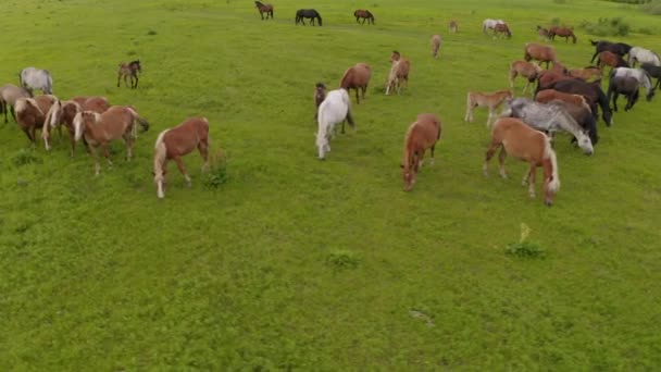 Un troupeau de chevaux paissent dans une prairie verte le long de la rivière — Video