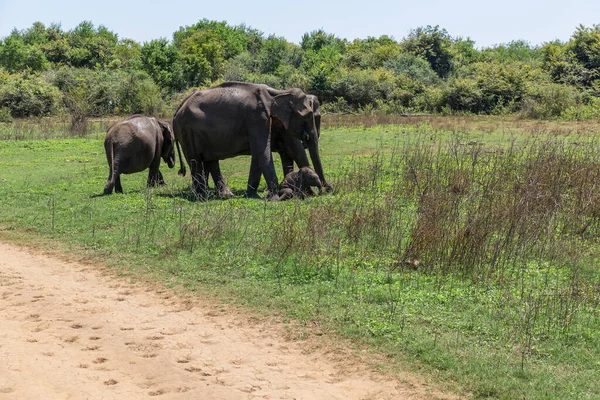 Close up of elephant family with a newborn baby elephant in a National Park of Sri Lanka