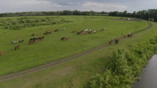 Stado koni galopuje przez zieloną łąkę wzdłuż rzeki. — Wideo stockowe