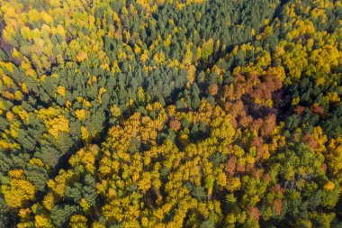 Sonbahar mevsiminde renkli ormanın havadan çekilmiş fotoğrafı. Sarı ve yeşil ağaçlar