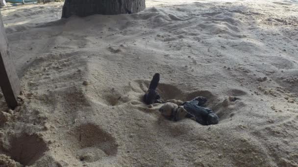 Newborn green turtles crawling on the sand to the ocean. The Olive Ridley sea turtle - Lepidochelys Olivacea — Stock Video