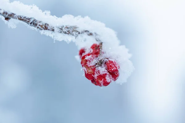 Arándano rojo cubierto de nieve en el día de invierno — Foto de Stock