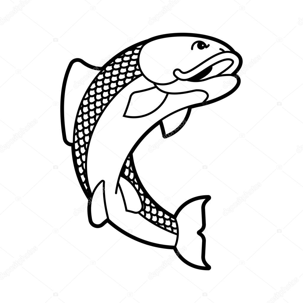 Carp japan fish isolated. folk asian koi vector illustratio