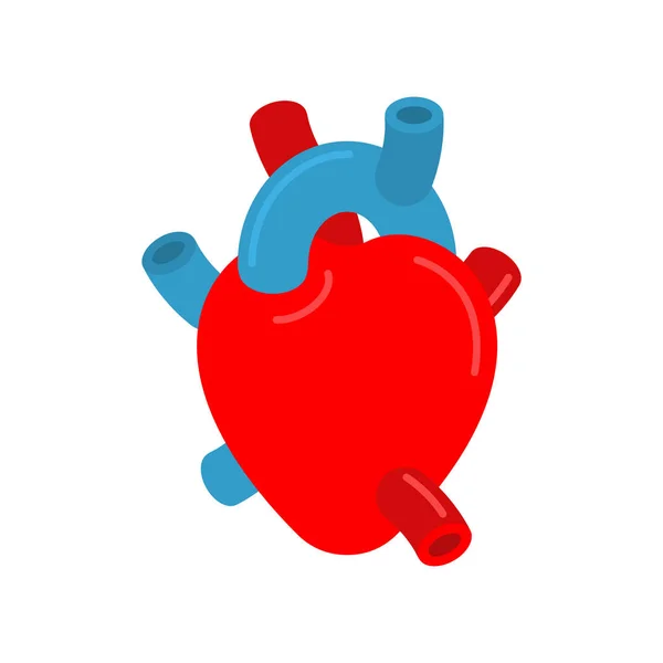 Corazón Anatómico Aislado Ventrículos Aurículas Aorta Vena — Vector de stock