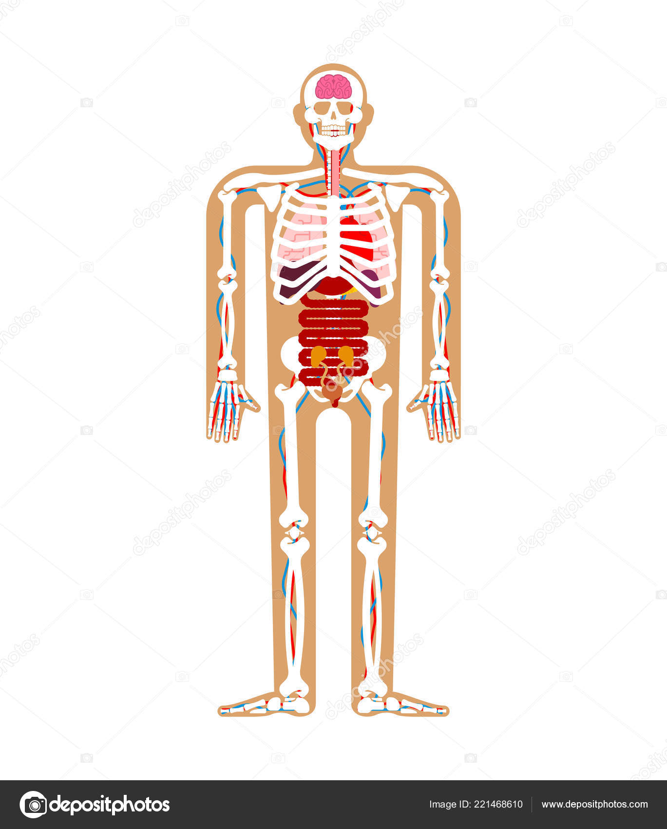 Human Anatomy Chart Organs