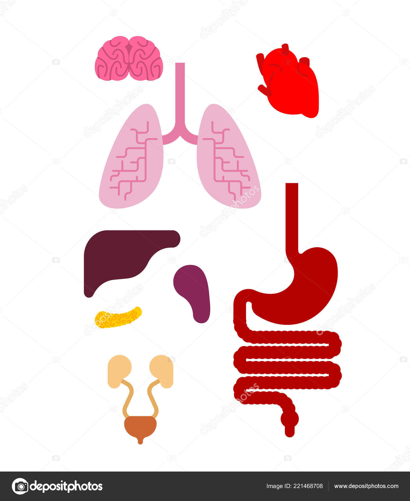 Human Anatomy visualization - Digestive system — Stock Photo © Spectral  #74115933, image size:1393x1700