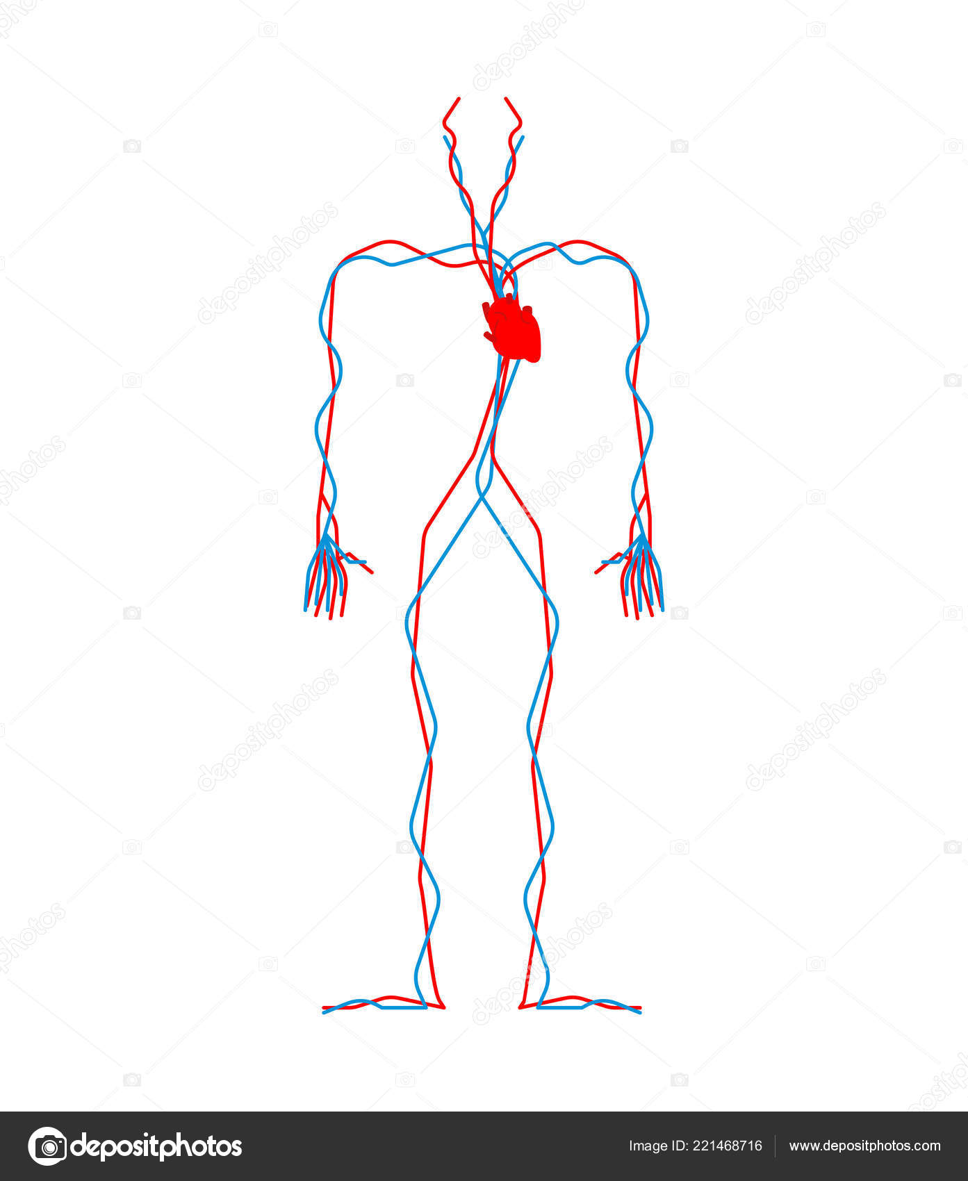 Circulatory System Heart Blood Vessels Aorta Artery Human