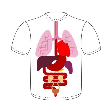 T-shirt iç organları. İnsan anatomisi. Adam vücut ve organ sistemleri. İstanbul Medikal sistemler. Akciğer ve kalp. Karaciğer ve mide. vektör illustratio