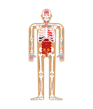 İnsan anatomisi sistem. İskelet ve iç organlar. Adam vücut ve organ sistemleri. İstanbul Medikal sistemler. vektör illustratio