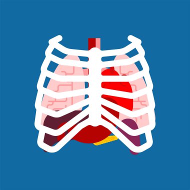 Göğüs kafesi ve iç organlar. İnsan anatomisi. Adam vücut ve organ sistemleri. İstanbul Medikal sistemler. Akciğer ve kalp. Karaciğer ve mide. vektör illustratio