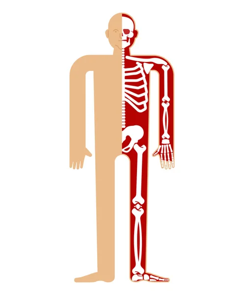 Skelet Anatomie Mens Skelet Dwarsdoorsnede Botten Schedel Ribben Bekkenbeen Vectorillustratie — Stockvector