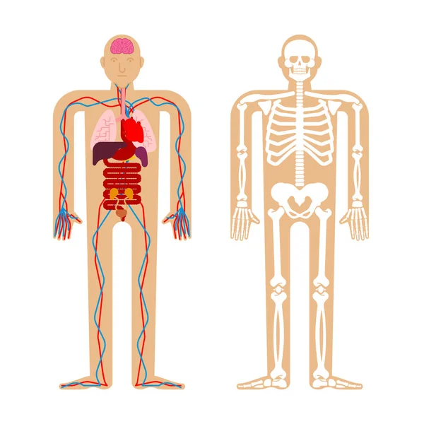 Human Anatomy System Skeleton Internal Organs Systems Man Body Organs — Stock Vector