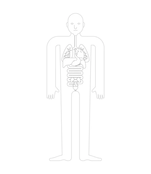 Människans Anatomi Organ Mall System Man Kroppen Och Organ Medicinska — Stock vektor