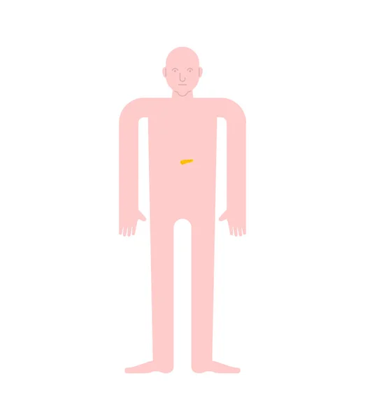 Bukspottkörteln Människans Anatomi Inre Organ System Man Kroppen Och Organ — Stock vektor
