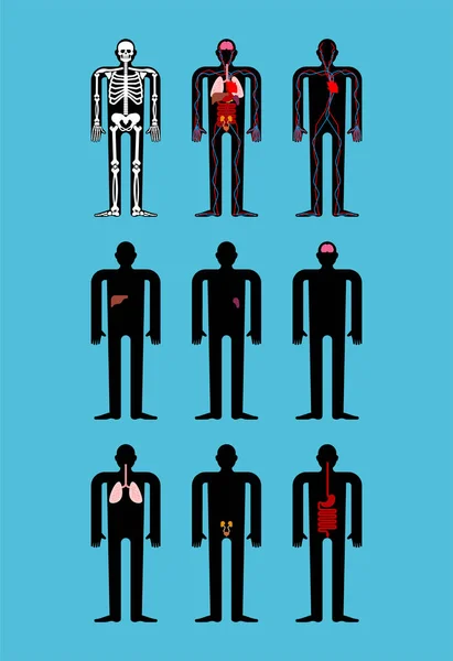 Anatomía Humana Esqueleto Órganos Internos Sistemas Cuerpo Órganos Humanos Sistemas — Vector de stock