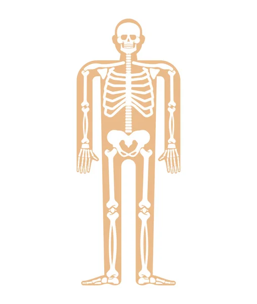 Anatomia Esqueleto Humana Secção Transversal Sistema Esquelético Ossos Crânio Costelas — Vetor de Stock