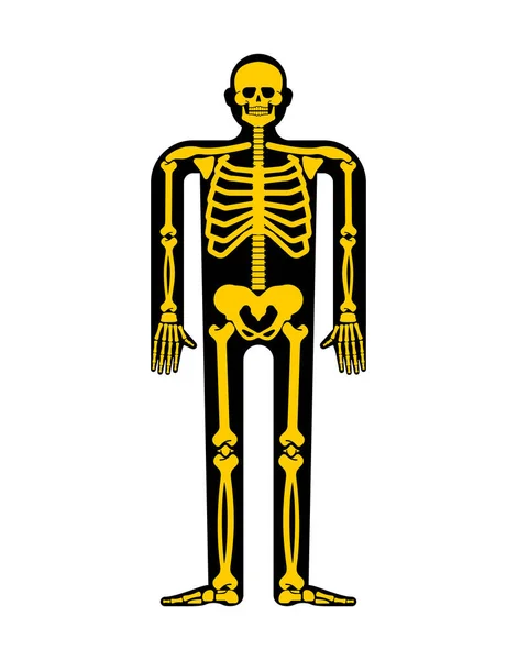Anatomia Esqueleto Humana Secção Transversal Sistema Esquelético Ossos Crânio Costelas — Vetor de Stock