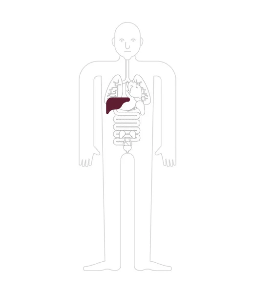 肝臓の解剖 消化管臓器 男の体や臓器のシステム 医療システム ベクトル Illustratio — ストックベクタ