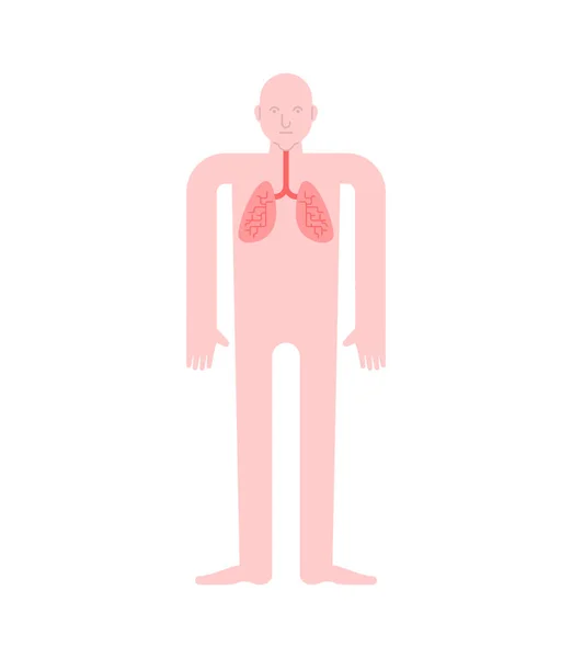 Anatomie Člověka Plíce Vnitřní Orgány Trávicího Traktu Systémy Člověk Těla — Stockový vektor