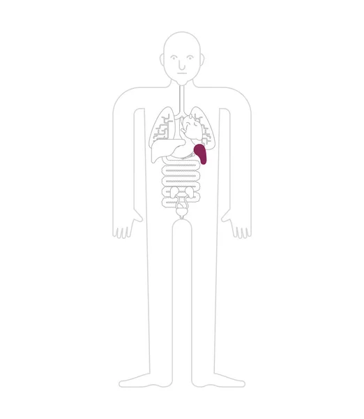 脾臓解剖 消化管臓器 男の体や臓器のシステム 医療システム ベクトル Illustratio — ストックベクタ