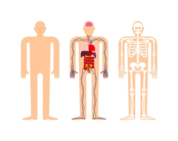 Anatomia Umana Scheletro Organi Interni Sistemi Corpo Umano Organi Sistemi — Vettoriale Stock