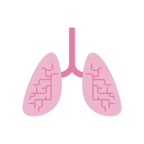 Lungorna Isolerade Inre Organ Människans Anatomi Vector Illustratio — Stock vektor