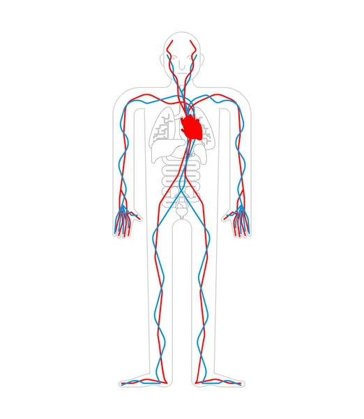 Kreislaufsystem Herz Und Blutgefäße Aorta Und Arterie Menschliche Anatomie Innere — Stockvektor