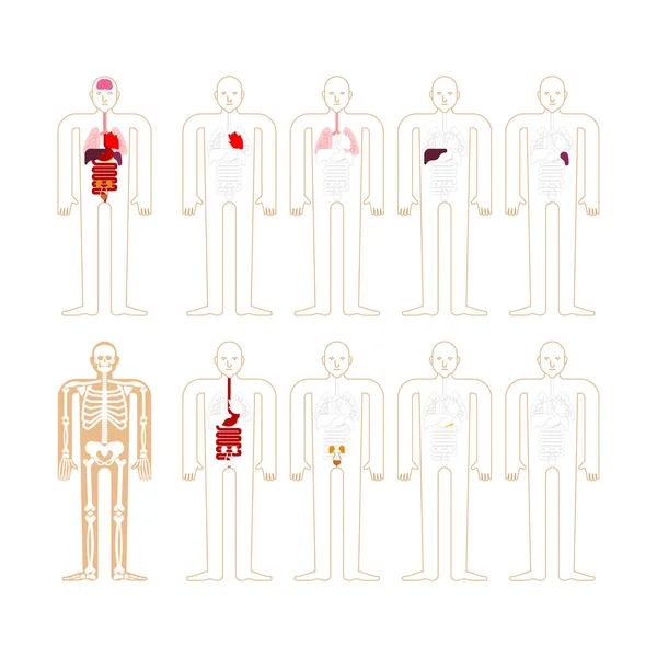 Human Anatomy Skeleton Internal Organs Systems Man Body Organs Medical — Stock Vector